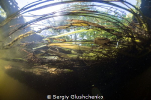 River Siverskii Donets by Sergiy Glushchenko 